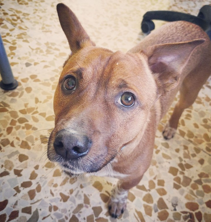Zazu
