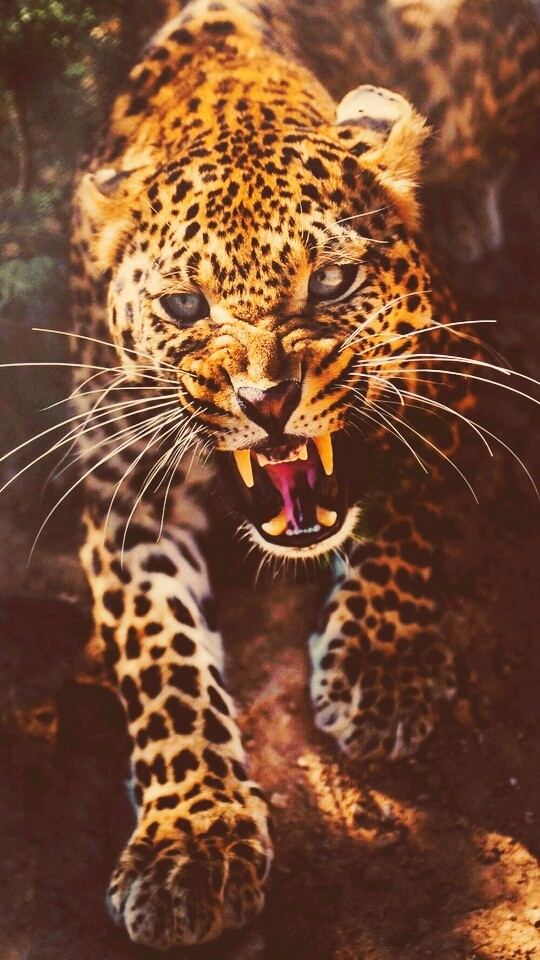 Cheetah