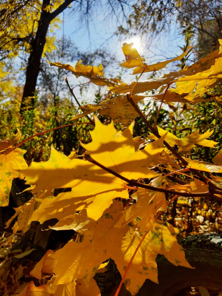 autumn