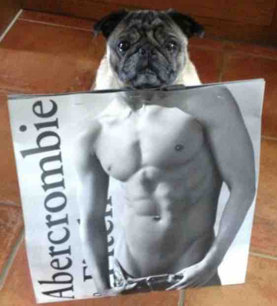 fitness pug dog