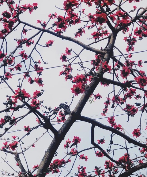 шпалери tree, sky