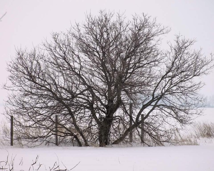 Winter White