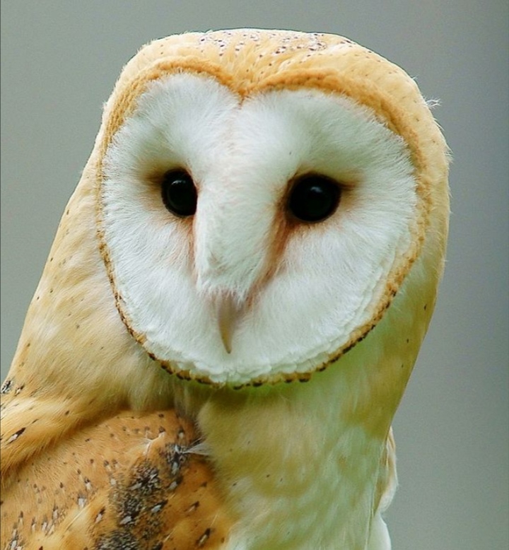 owl