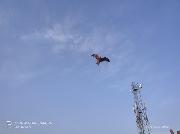 eagle