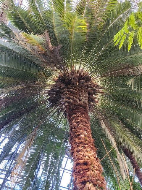 papéis de parede trunk, vegetation