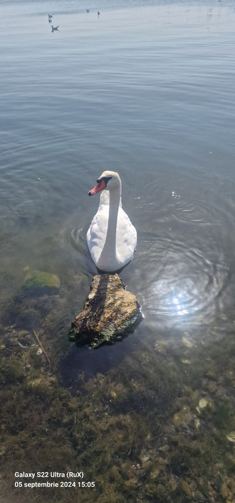 lake, ducks壁紙