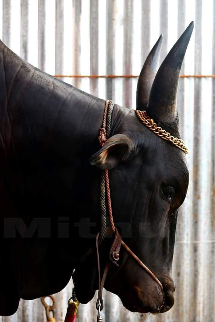 bull
