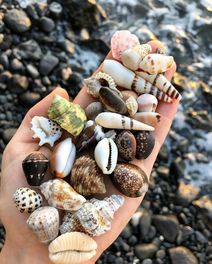 shell
