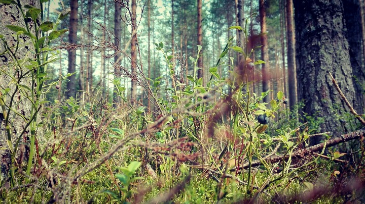 Forest