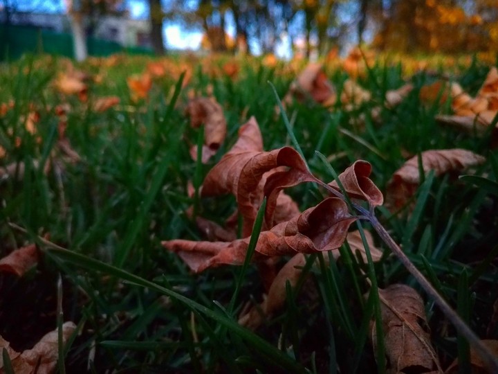 Grass