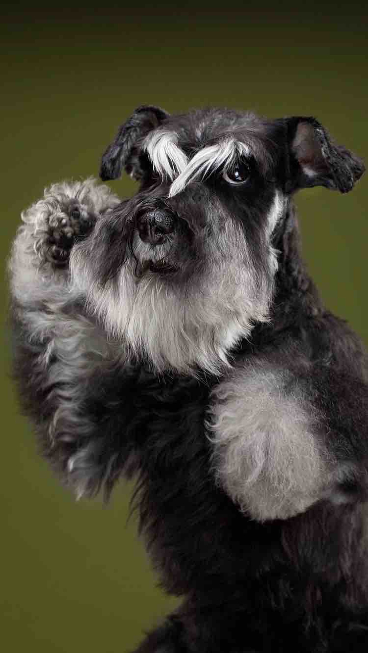 dog