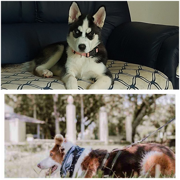 Luna Mel