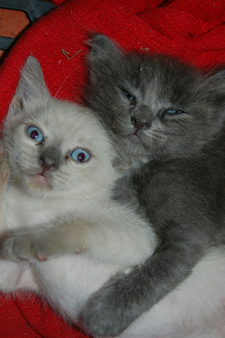 i miei gattini