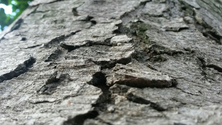 Just a tree :d