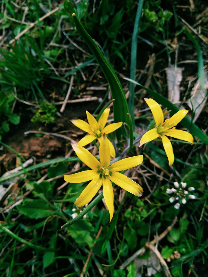 Flowers in Iran