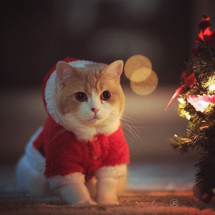 новый год