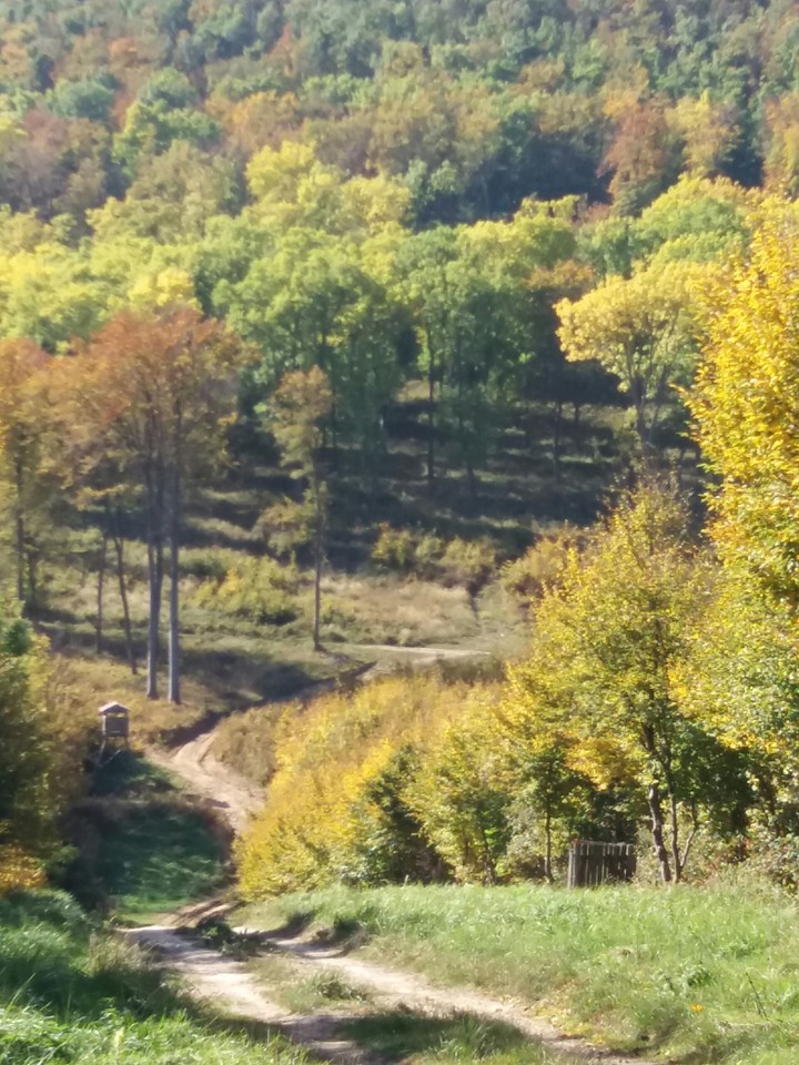 Autumn in forest