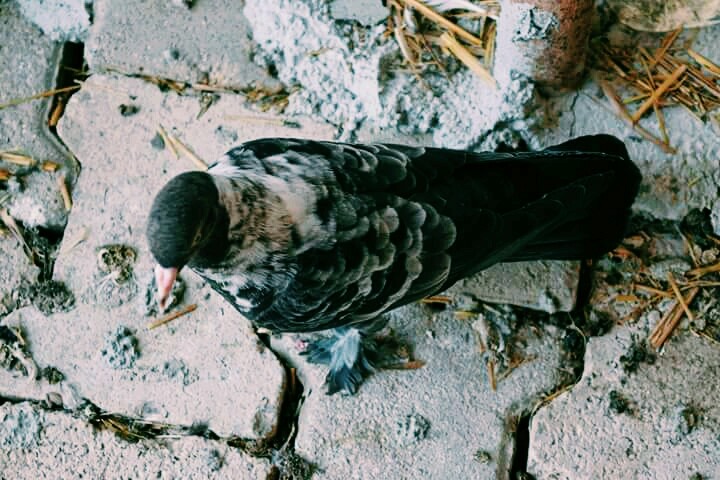 pigeon