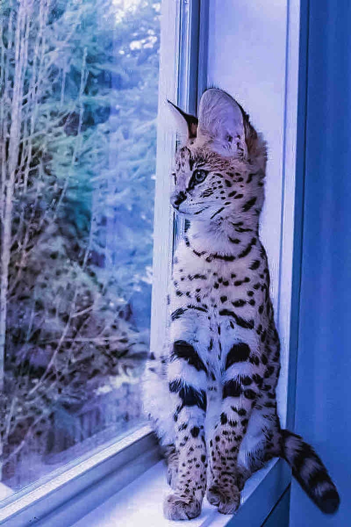 Beautiful Cat