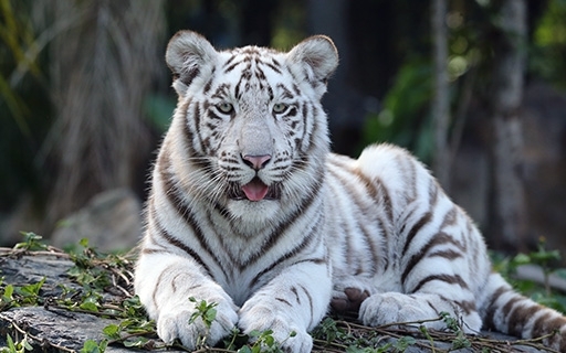 withe tiger