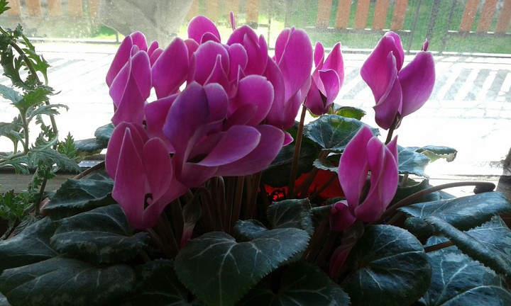 flower