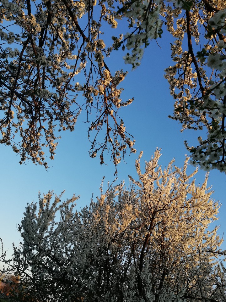 spring
