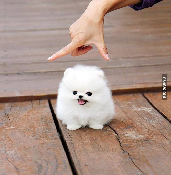 Pomeranian Puppy