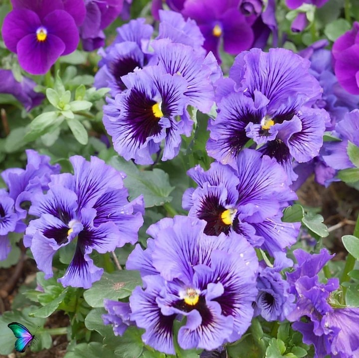 Viola