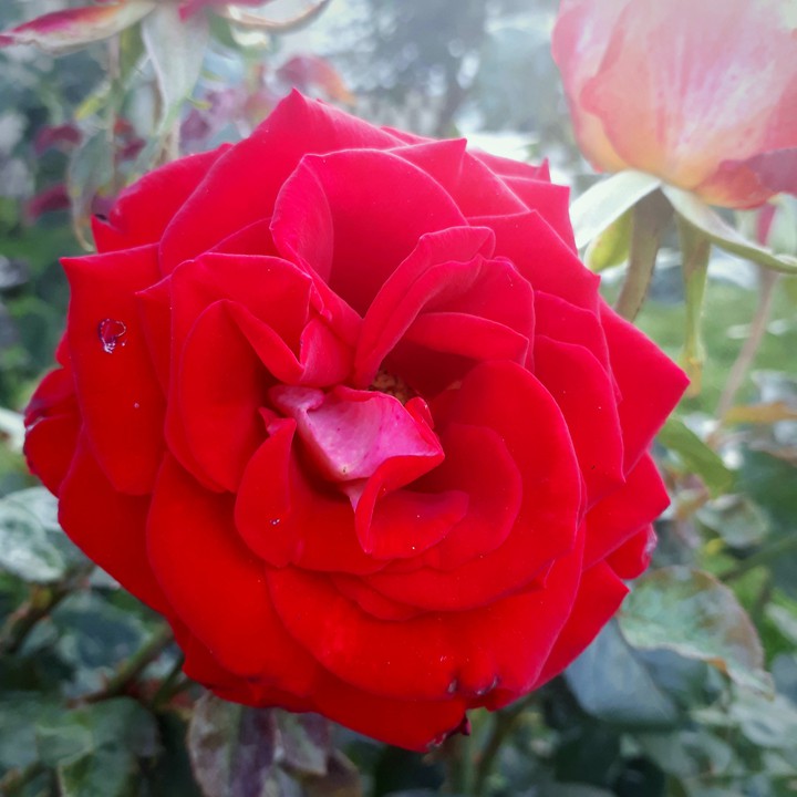 Rose rouge