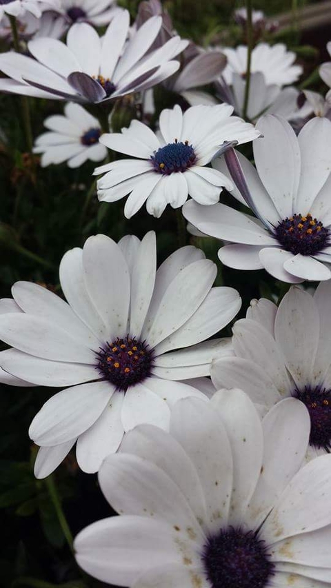 Lovely Daisy