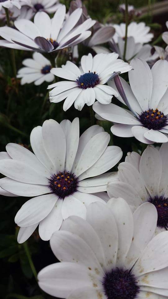 Lovely Daisy
