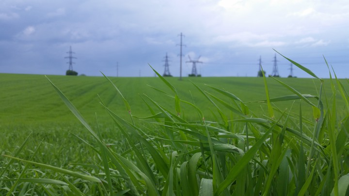 Green grass