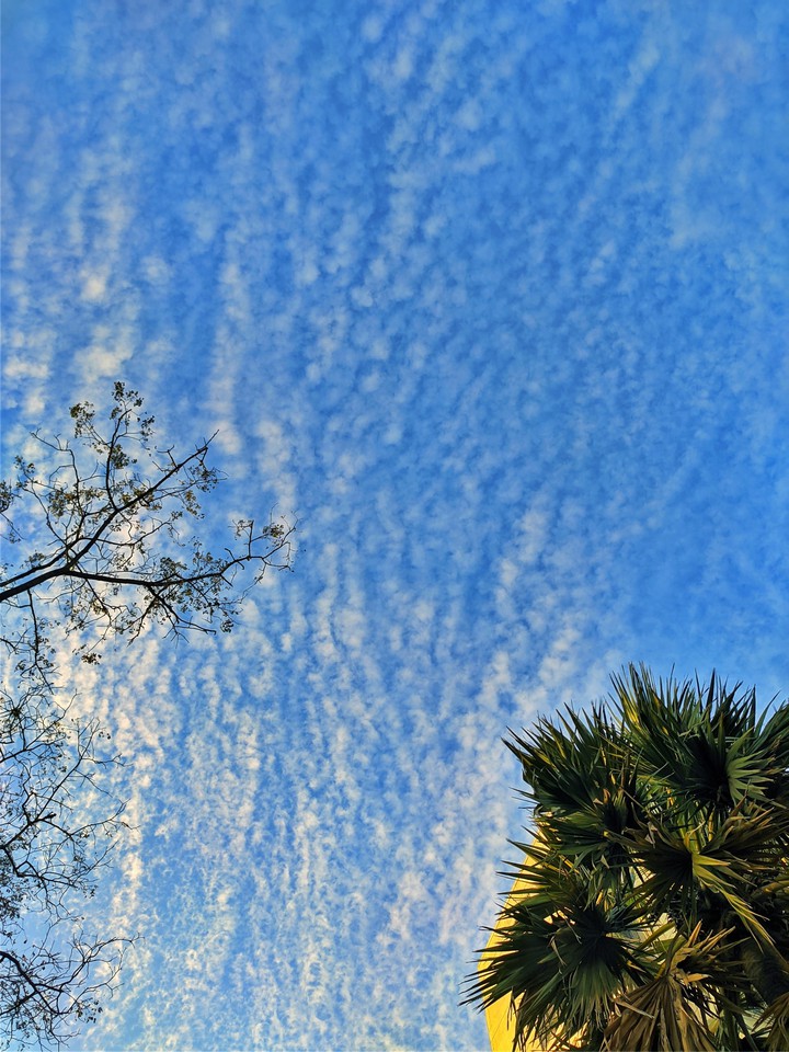 Blue Sky and the Tree