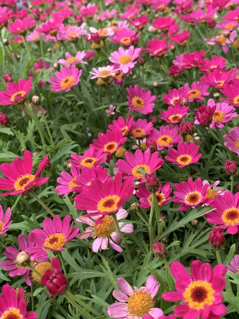 sfondi groundcover, flower