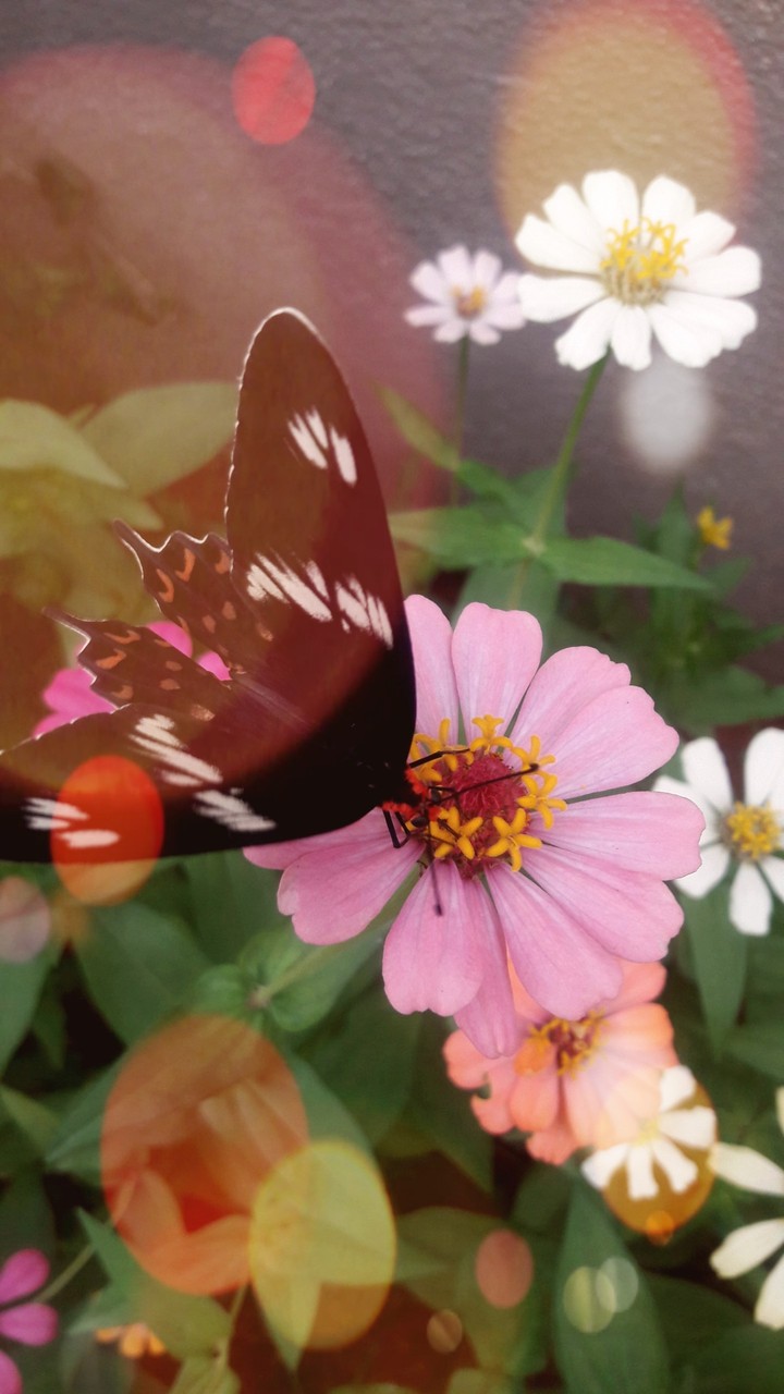 captured in my garden