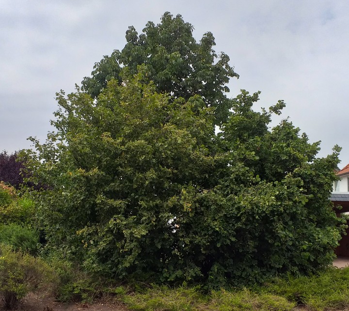 Baum