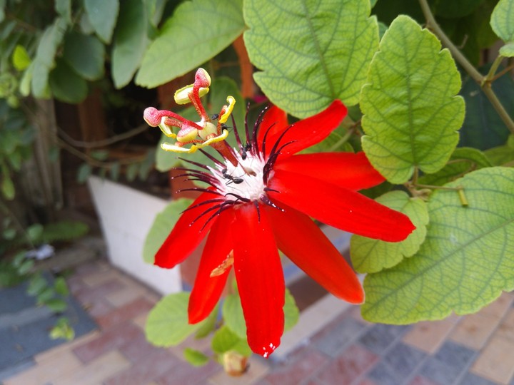 flower