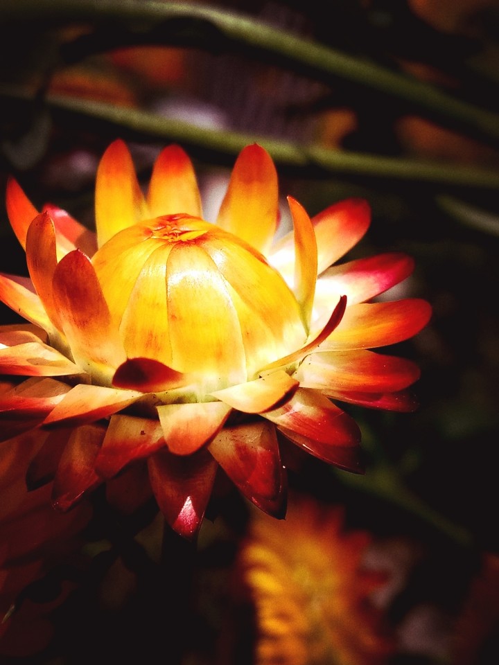 flower