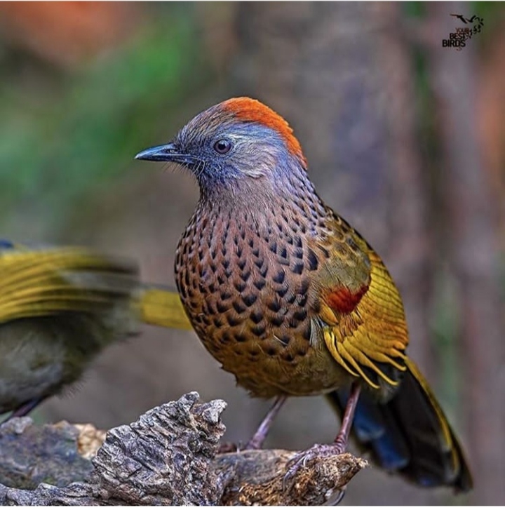 Bird