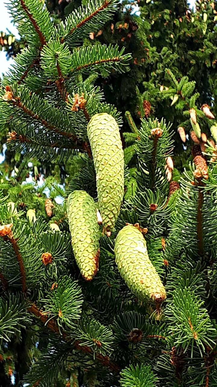 pinecones