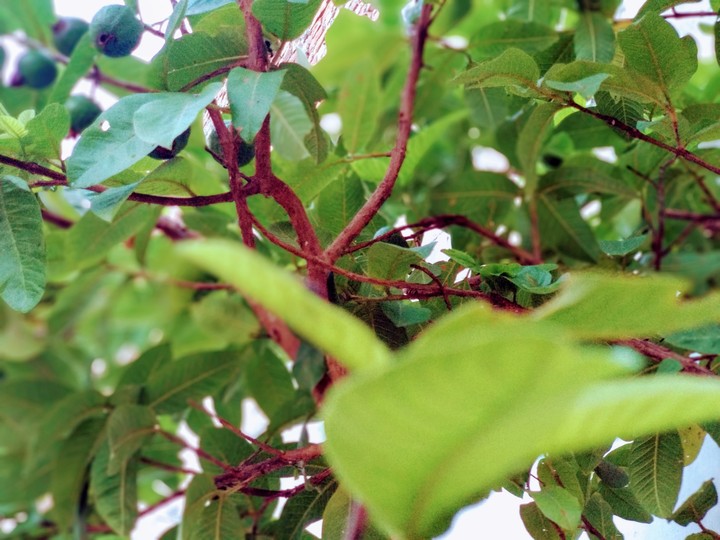 leaf
