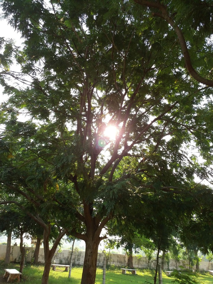 sun eat by tree
