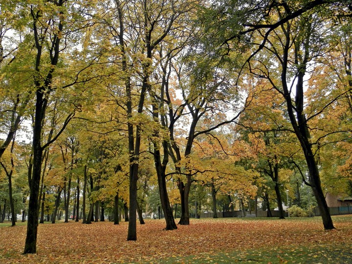 trees
