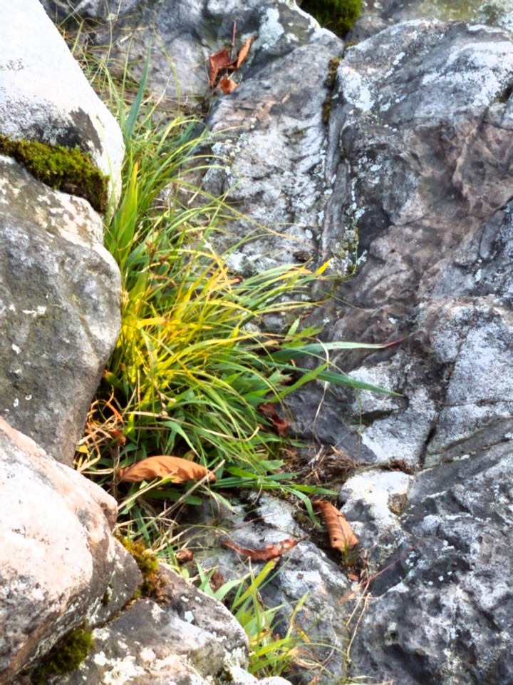 Nature through Rocks