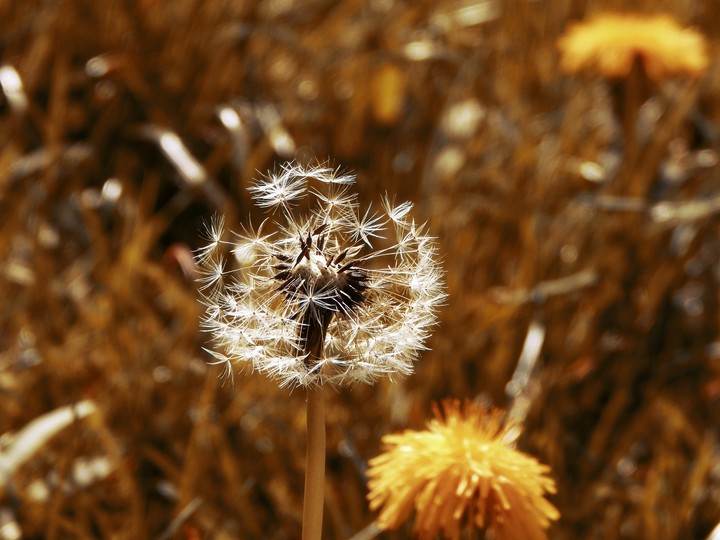 dandelion