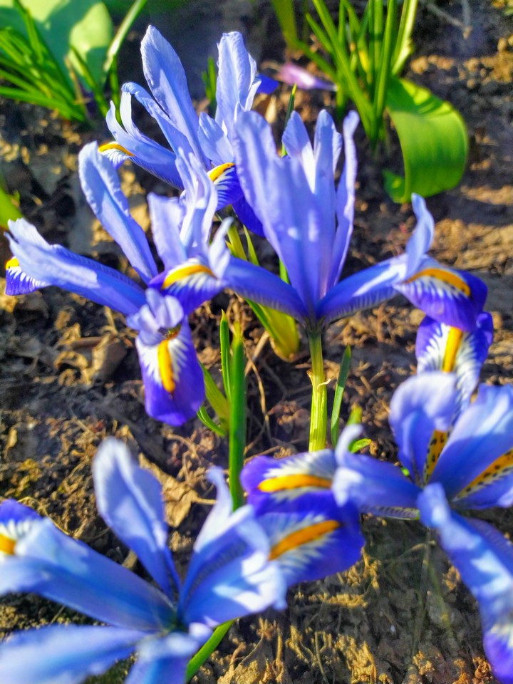 flowers