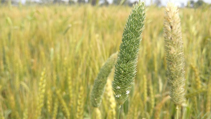 Wheat