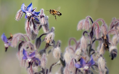 insect, Yellow wallpapers
