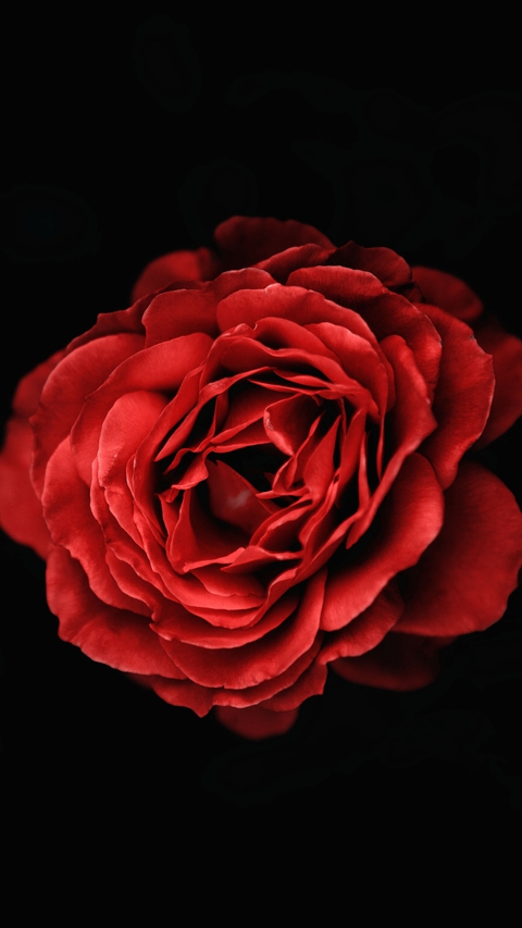 la flor
