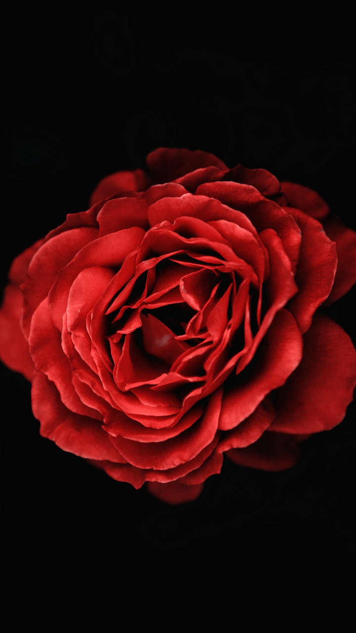 la flor